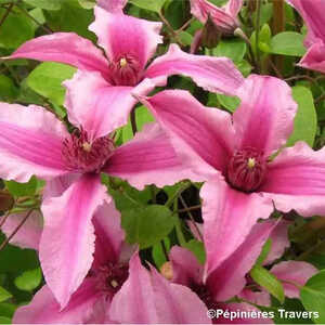 CLEMATIS integrifolia SAPHYRA® Duo Rose