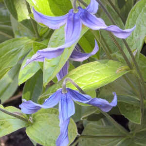 CLEMATIS integrifolia