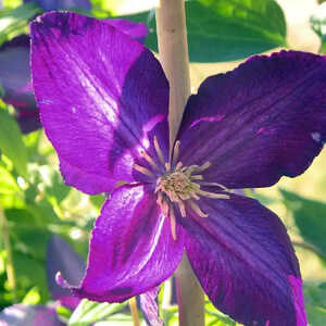 CLEMATIS JACKMANII PURPUREA® ('Zojapur')