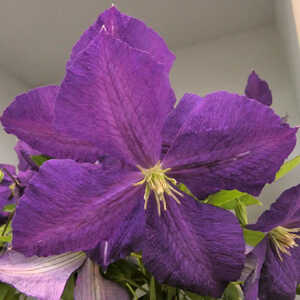 CLEMATIS 'Jackmanii Superba'