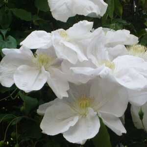 CLEMATIS 'Madame Lecoultre'