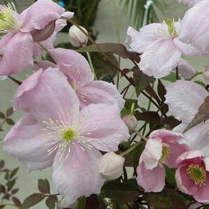 CLEMATIS montana 'Mayleen'