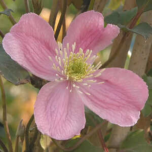 CLEMATIS montana 'Tetrarose'