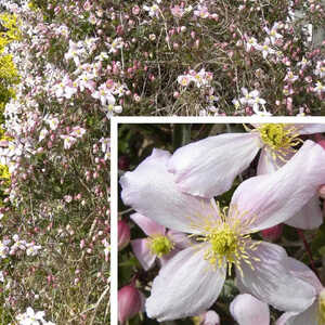 CLEMATIS montana