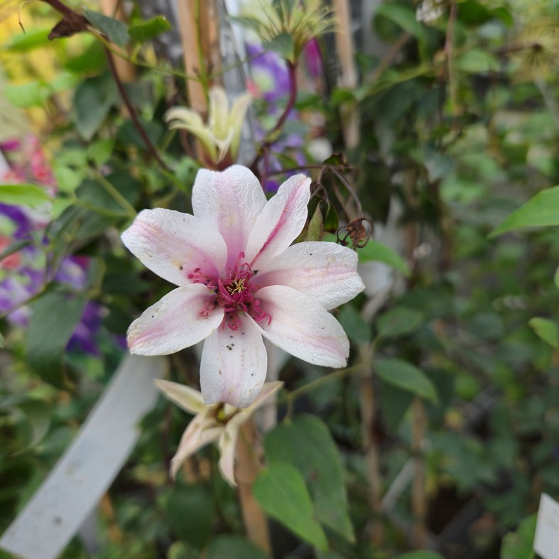CLEMATIS texensis 'Princess Kate'