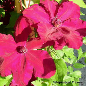 CLEMATIS 'Westerplatte'