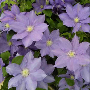 CLEMATIS Young