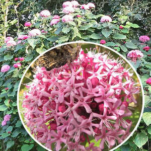 CLERODENDRUM bungei