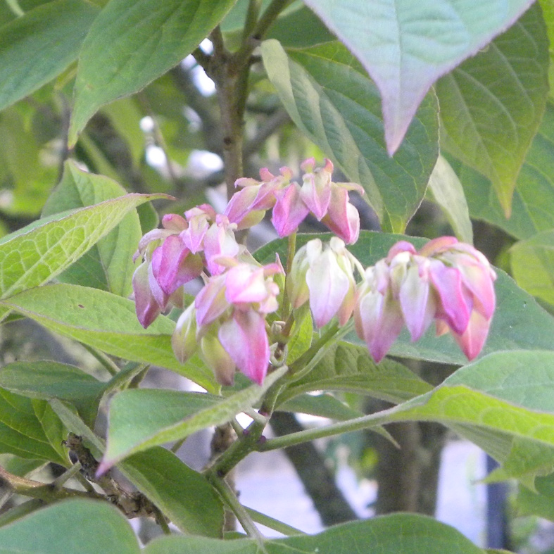 CLERODENDRUM trichotomum 'Fargesii'