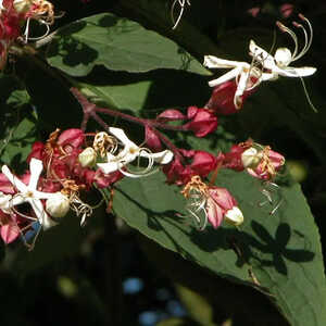 CLERODENDRUM trichotomum