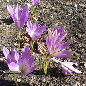 COLCHICUM 'The Giant'