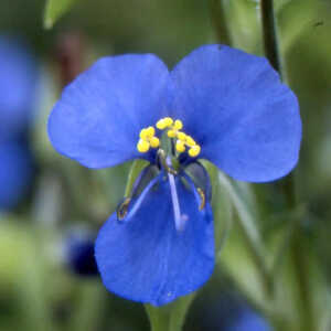 COMMELINA tuberosa