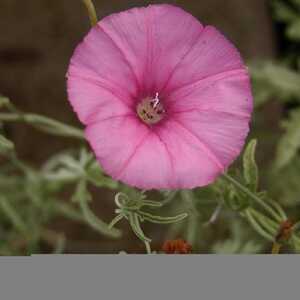 CONVOLVULUS althaeoides