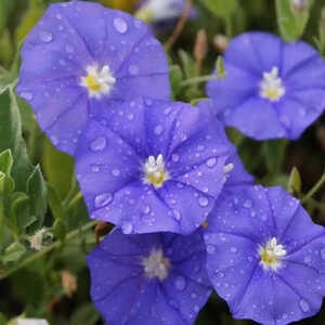 CONVOLVULUS 'Blue Cascade'