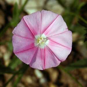 CONVOLVULUS cantabricus