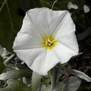 CONVOLVULUS cneorum