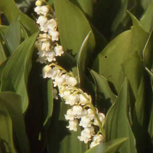 CONVALLARIA majalis