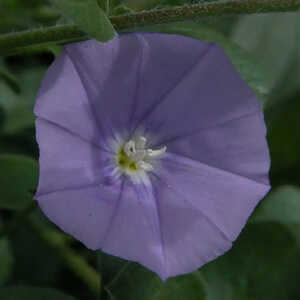 CONVOLVULUS sabatius (mauritanicus)