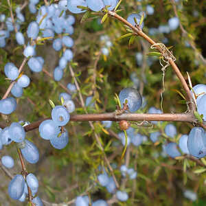 COPROSMA acerosa