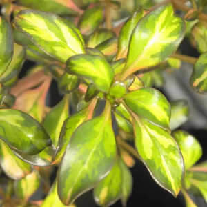 COPROSMA depressa 'Evening Glow'