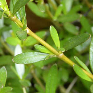 COPROSMA x kirkii