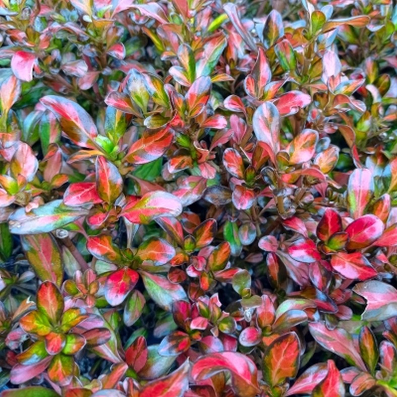 COPROSMA repens 'Painter Palette'