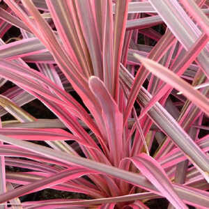 CORDYLINE australis 'Cherry Sensation'