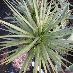 CORDYLINE australis Karo Kiri®