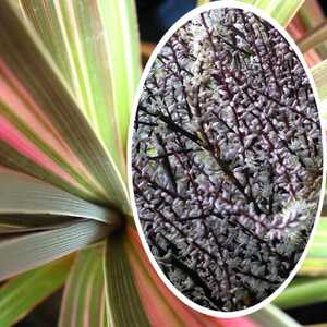 CORDYLINE australis 'Kiwi'