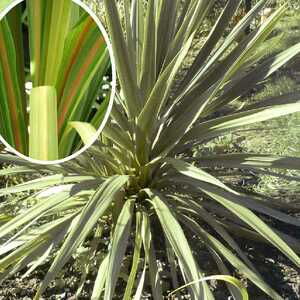 CORDYLINE australis 'Peko'