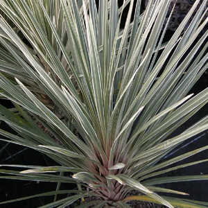 CORDYLINE australis ?Pink Champagne?