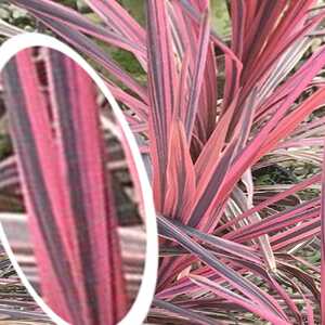 CORDYLINE australis 'Pink Passion'