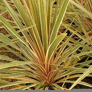 CORDYLINE australis 'Torbay Dazzler'