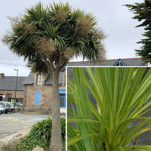 CORDYLINE australis