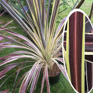 CORDYLINE banksii 'Electric Flash'