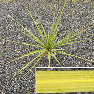 CORDYLINE indivisa
