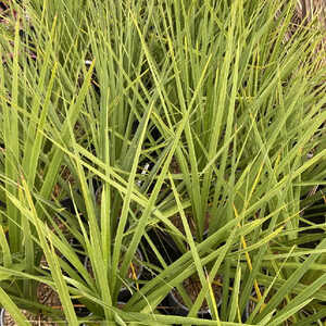 CORDYLINE indivisa