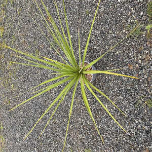 CORDYLINE indivisa