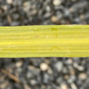CORDYLINE indivisa
