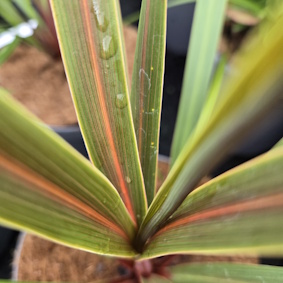 CORDYLINE 'Magic Star'Â®