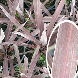 CORDYLINE 'Purple Tower'