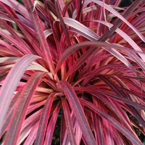 CORDYLINE 'Salsa'®