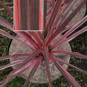 CORDYLINE 'Southern Splendour'