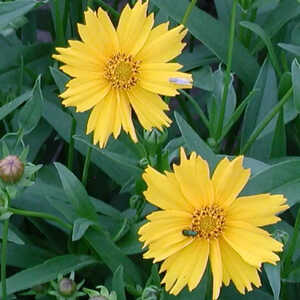 COREOPSIS auriculata