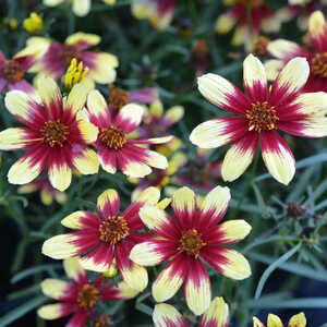 COREOPSIS 'Bengal Tiger'®