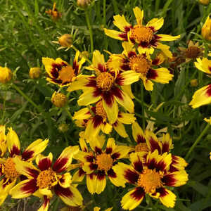 COREOPSIS 'Cosmic Eye'