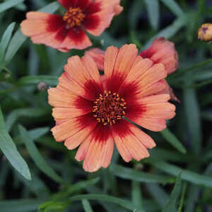 COREOPSIS 'Desert Coral'®