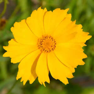 COREOPSIS grandiflora 'Mayfield Giant'