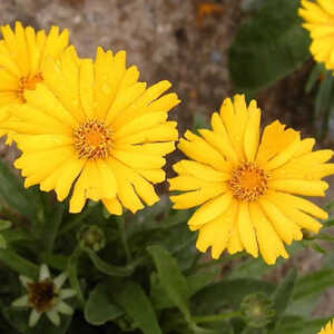 COREOPSIS grandiflora 'Sonnenkind'