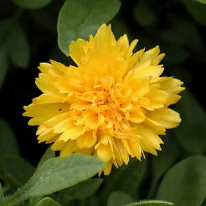COREOPSIS grandiflora 'Sunray'